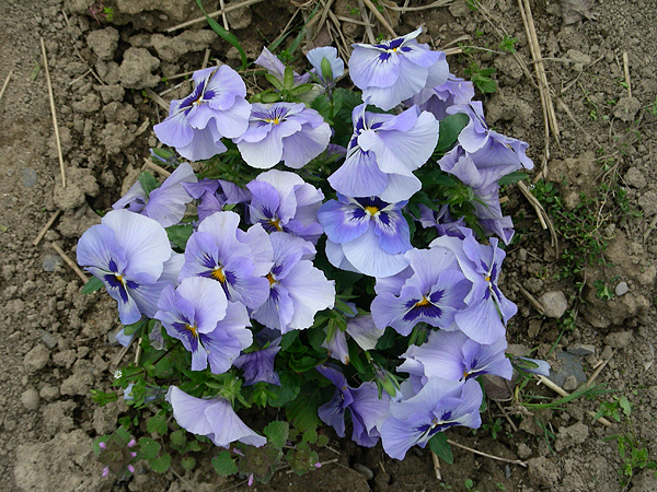 pansy in flower